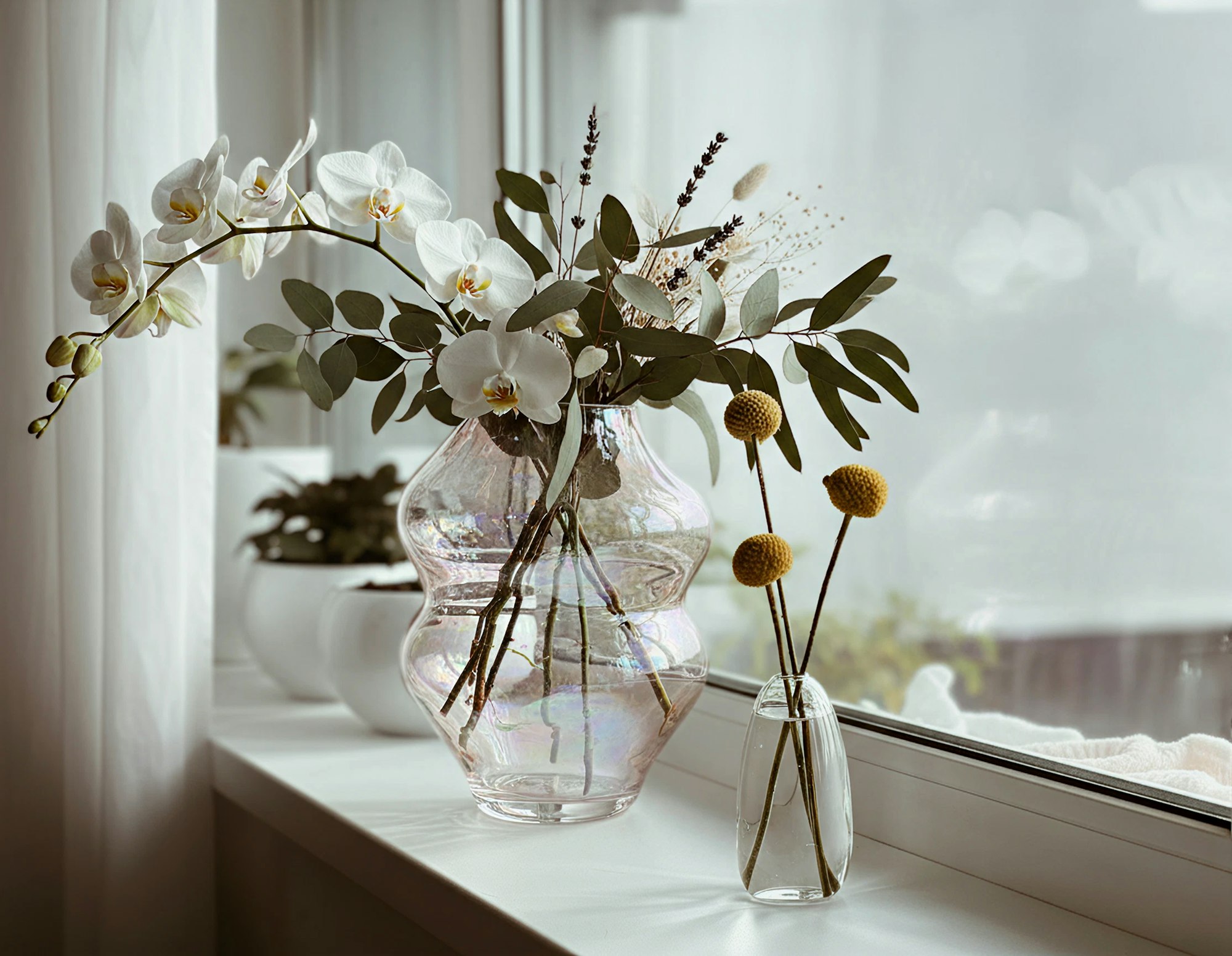 White orchids in a vase on a windowsill